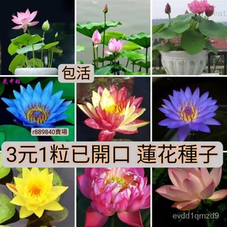 湾湾【สูงพิเศษ发芽率】ชามเมล็ด 3ดอลลาร์1เม็ดยืนยันเปิด โลตัสเมล็ด บัวเมล็ด ชามเมล็ด พืชไฮโดรโปนิสำนักงานสีเขียว文胸/手链/seeds/园艺/芹