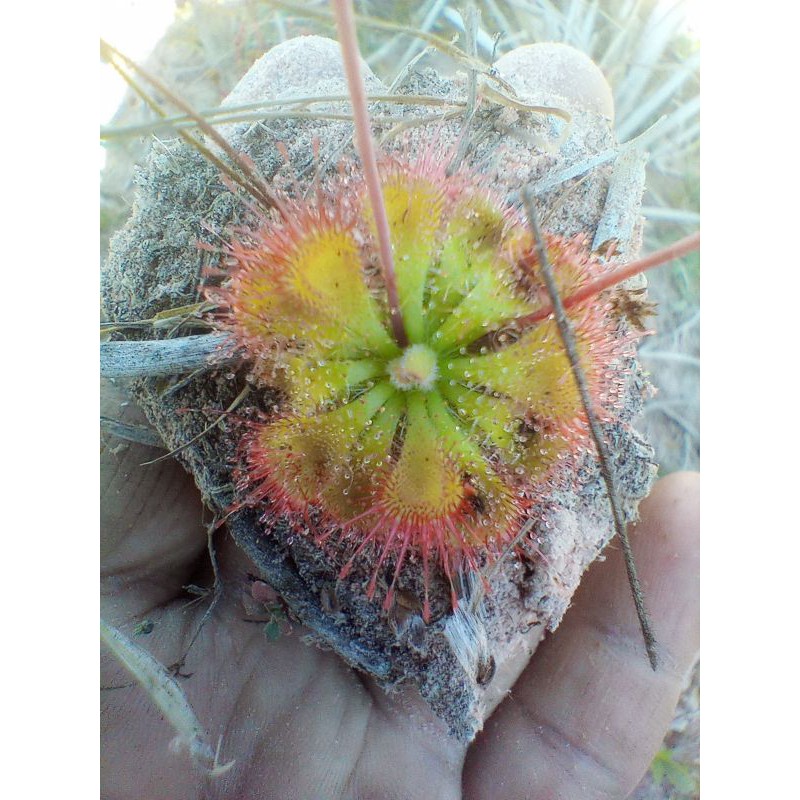 หญ้าหยาดน้ำค้าง 30ต้น 100บาท เก็บสดตามออเดอร์ | Shopee Thailand