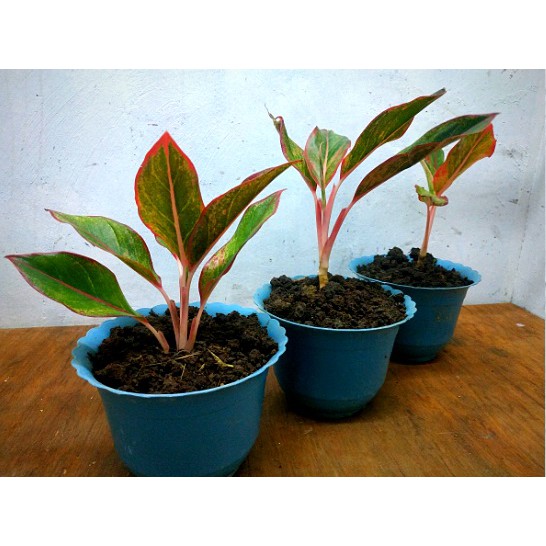 aglaonema-red-lipstick-50-เมล็ด-ไม่ใช่พืชที่มีชีวิต