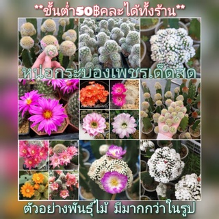 🌵10แถม1 หน่อเด็ดสด ชุด1 **ขั้นต่ำ50฿ อ่านด้วยจ้าา** Rebutia รีบูเทีย อิชินอป โลบิเวีย กระบองเพชร แคคตัส ราคาถูก