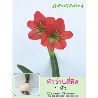 หัวว่านสี่ทิศ amaryllis ดอกสีแดง 1 หัว ปลูกง่าย ออกดอกบ่อย