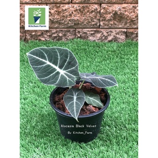 อโลคาเซีย  แบล็ค เวลเวท ( Alocasia black velvet ) กระถาง 6 นิ้ว (ส่งทั้งกระถาง)