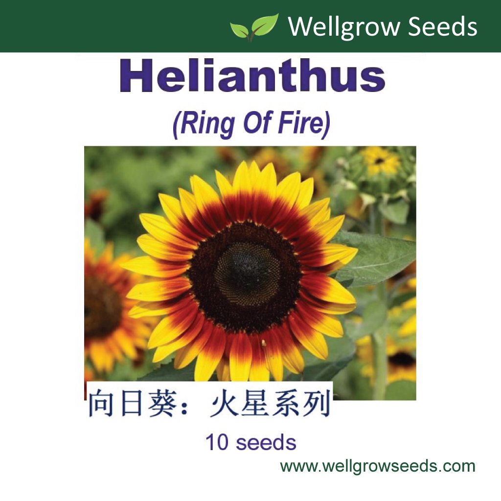 helianthus-ring-of-fire-10sds-ดอกทานตะวัน-ดาวอังคารชุด-sunflower-biji-benih-bunga-matahari-flower-seeds-wellgrow-seed