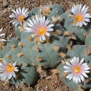 เมล็ดพันธุ์ Lophophora williamsii v Huizache 5 เมล็ด กระบองเพชร แคคตัส cactus