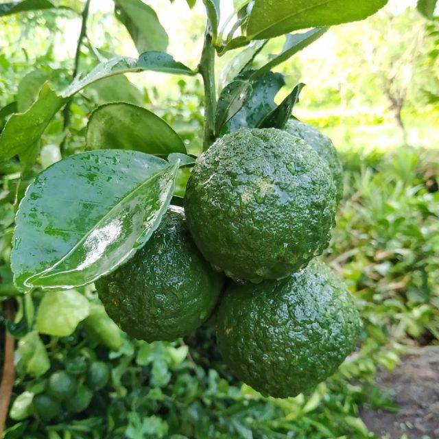 ส้มซ่า-ส้ม-ซ่า-ผลไม้-ออร์แกนิค-ผักผลไม้-พีชสมุนไพรโบราณ-ผลไม้สด-ปลอดสาร-ปลูกเอกจากสวนหลังบ้าน-ใช้ปุ๋ยหมักอย่างดี