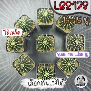 ยิมโน LB2178 14-15 พู (เลือกต้นได้) แอลบีแท้  ( ต้นกระบองเพชร Gymnocalycium mihanovichii LB2178)🌵ต้นแคคตัส❤️