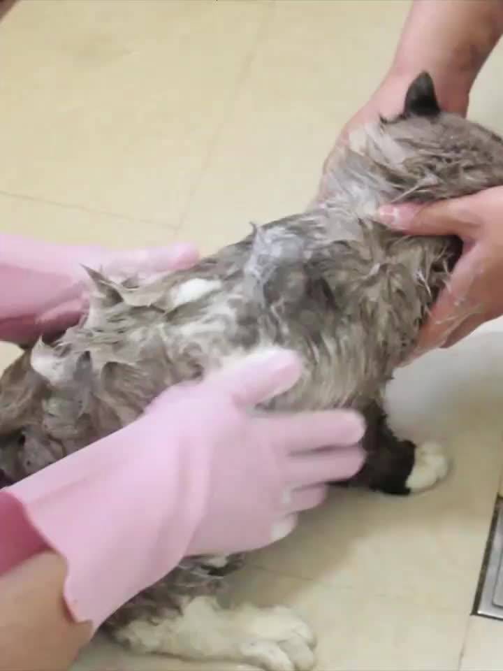 ถุงมืออาบน้ำสัตว์เลี้ยง-ถุงมืออาบน้ำแมว-ถุงมืออาบน้ำหมา-ถุงมือรูดขนสัตว์-ถุงมืออาบน้ำแมวและหมา
