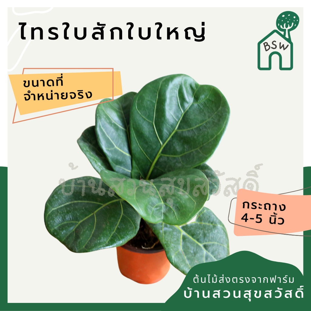 ไทรใบสักพันธุ์ใบใหญ่และพันธุ์แคระ-เพาะเมล็ด