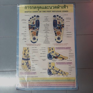 โปสเตอร์แสดงภาพ การกดจุดและนวดฝ่าเท้า SKETCH CHART OF THE FOOT REFLEXIVE ZONES ขนาดความกว้าง22นิ้ว ความสูง32นิ้ว