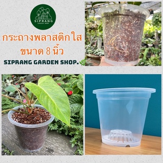 สินค้า กระถางพลาสติกใสพรีเมี่ยม ขนาด 8 นิ้ว Siprang Garden Shop  🪴 สำหรับต้นไม้ที่คุณรัก ❤️