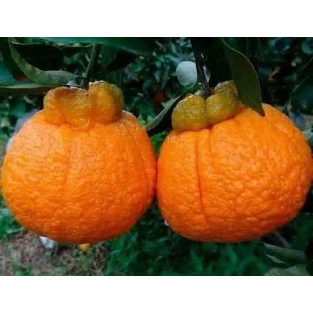 dekopaog-orange-ส้มญี่ปุ่นมาแรง-ว่ากันว่า-อร่อยที่สุดในโลกเลยเชียว-ไร้เมล็ด-ลูกใหญ่-เนื้อแน่นฉ่ำ-ต้นละ-239-บาท
