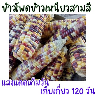 30 เมล็ด เมล็ดพันธุ์ข้าวโพดข้าวเหนียวสามสี (รหัสสินค้า 0205)