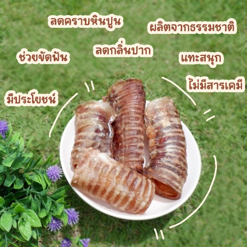 หลอดลมวัวอบแห้ง-ขนมขัดฟันสำหรับสุนัข-อบใหม่วันต่อวัน