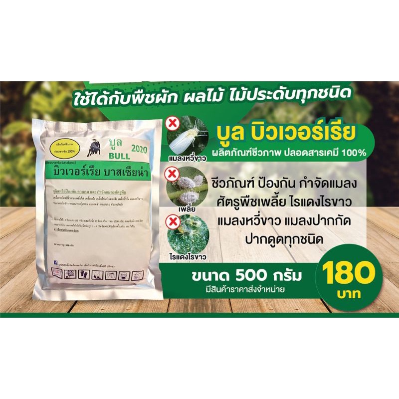 บูลบิวเวอร์เรีย-500g-เชื้อบิวเวอร์เรีย-ชีวภัณฑ์ป้องกัน-กำจัดแมลงศัตรูพืช-เพลี้ยทุกชนิด-ไรแดงไรขาว-แมลงหวี่ขาว