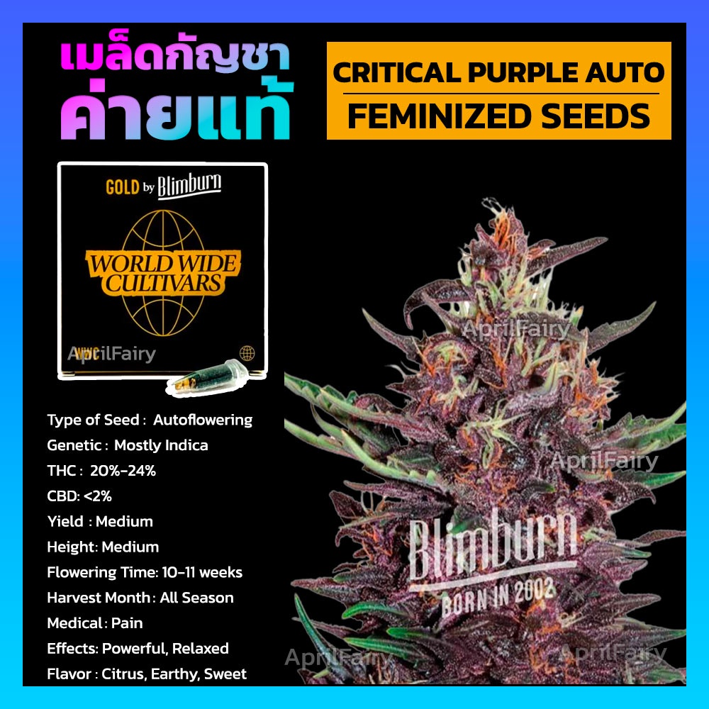 critical-purple-feminized-เมล็ดพันธุ์กัญชา-นอก-โฟโต้-เพศเมีย-เมล็ดค่าย-blimburnseeds-แบ่งขาย-รับประกัน-ตรงปก