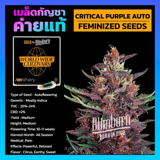 Critical Purple FEMINIZED เมล็ดพันธุ์กัญชา นอก โฟโต้ เพศเมีย เมล็ดค่าย Blimburnseeds แบ่งขาย รับประกัน ตรงปก 💯%