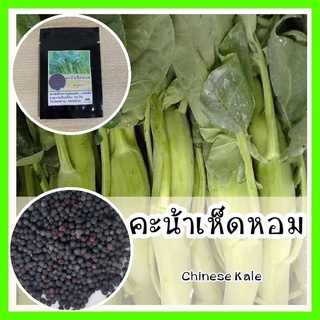 พร้อมส่ง ❗ รหัส 105 เมล็ดพันธุ์ OP แท้   คะน้าเห็ดหอม - Chinese Kale ลำต้นใหญ่ ลำต้นอวบ50 เมล็ด (ไม่ใช่พืชที่มีชีวิต)