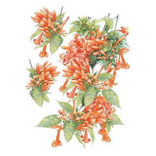 สติ๊กเกอร์ลอกน้ำ HOME LIVING STYLE ORANGE FLOWER 34X47 ซม. เสริมสร้างบรรยากาศภายในบ้านให้ดูมีชีวิตชีวาด้วย สติ๊กเกอร์ D.