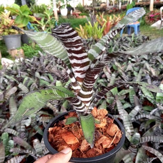 99.00
Aechmea chantinii hybrid(คัดลายสวยๆ)สับปะรดสี / ม้าลาย/ ลายชัดๆทุกต้น ส่งแบบถอดราก