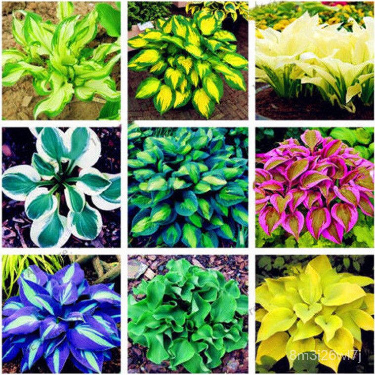เมล็ดพันธุ์-ถูก-คละ-color-mixing-hosta-plantaginea-begonia-seeds-บรรจุ-50-ชิ้น-แพ็ค-ไม้ประดับ-แต่งบ้านและสวน-plants