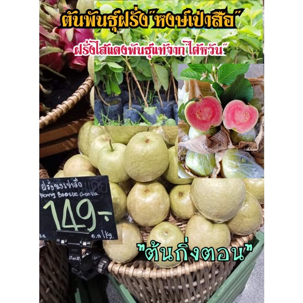 ต้นพันธุ์ฝรั่งไส้แดงไต้หวัน-หงษ์เป่าสือ-พันธุ์แท้100