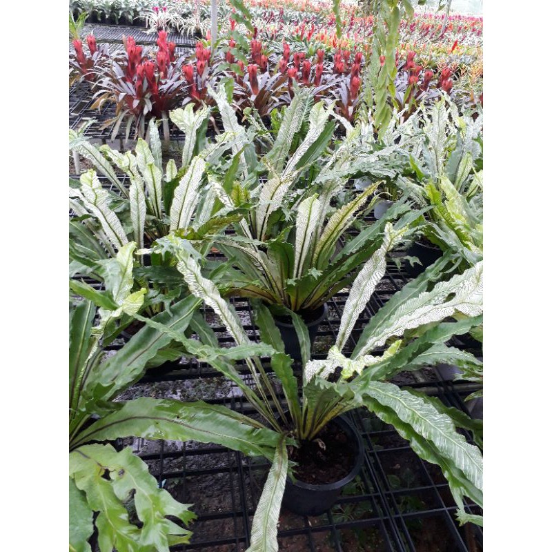 เฟิร์นข้าหลวงด่างญี่ปุ่น-asplenium-antiquum-makino-cv-japan-variegated