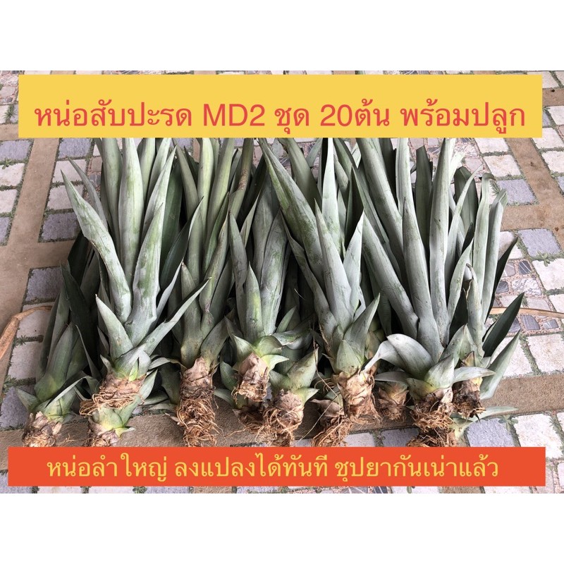 หน่อสับปะรด-md2-20ต้น-หน่อสับปะรด-ต้นสับปะรด-หน่อสับปะรดสายพันธุ์ใหม่-รสชาติหวาน-กลิ่นหมอละมุนเป็นเอกลักษณ์