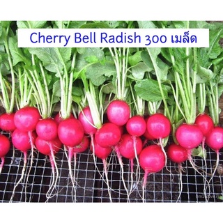 （เมล็ดพันธุ์ ถูก คละ）เรดิช เชอรี่ เบลล์ 300 เมล็ด Cherry Bell Radish พร้อมคำแนะนำการเพาะเมล็ด เมล็ดพันธุ์พืช ผักส RWH2