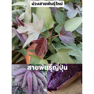 ยอดมันหวานญี่ปุ่นม่วงสายพันธุ์ใหม่ (ยอดละ 4 บาท / 100 ยอด)​