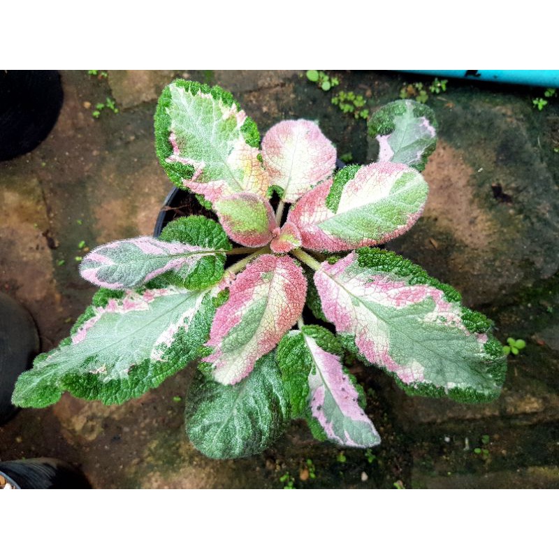 episcia-picasso-pink-ด่าง-3-สี