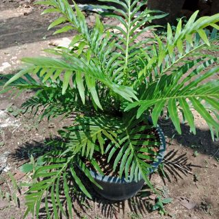 Flower Garden F159 ทรีเฟิร์น Tree Fern - Dwarf Tree Fern เฟิร์นรัศมี/เฟิร์นรัศมีโชติ เฟิร์นใบมัน กระถาง 8 นิ้ว***