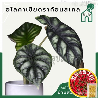 เมล็ดอวบอ้วน100%อโลคาเซีย ดราก้อนสเกล กระถาง 3 นิ้ว อายุ 3 เดือน Alocasia Dragon Scaleเมล็ดพันธุ์WhiteMarigoldPurityescu