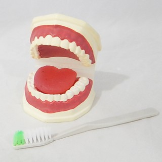 ภาพหน้าปกสินค้าหุ่นจำลองฟันแบบมีลิ้น ขนาดเท่าของจริง ( Life - Size Dental Care with Tongue Model) ที่เกี่ยวข้อง