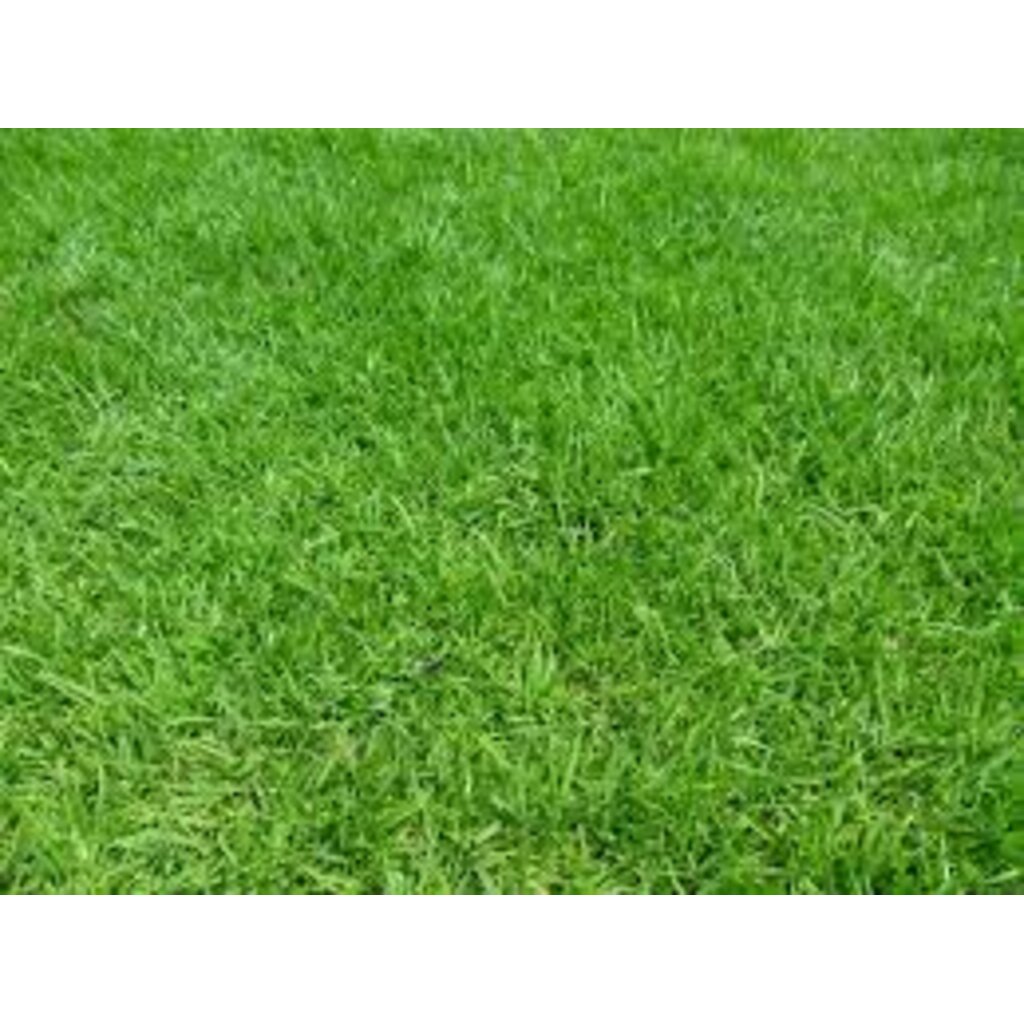 หญ้าญี่ปุ่น-สวนเขาหมาก-หญ้าจริง-หญ้าปูหน้าบ้าน-จัดสวนหย่อม-ขนาด-50-100-เซ็นติเมตร