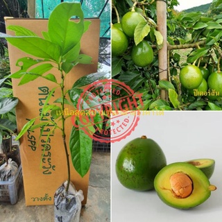 ต้นอโวคาโด้ เสียบยอด พันธุ์แท้ ปีเตอร์สัน peterson avocado tree1ต้น ปลูกได้ผลทุกพื้นที่