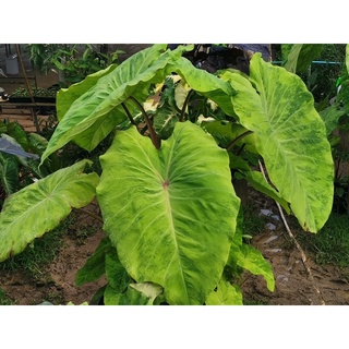 เมล็ดมิโดริ Colocasia Midori Sourพร้อมชุดเพาะชำ มีเก็บเงินปลายทาง