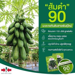 เมล็ดพันธุ์มะละกอลูกผสม ส้มตำ 50 เมล็ด (ไม่ใช่พืชที่มีชีวิต)