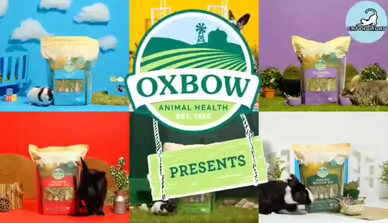 catholiday-หญ้าแห้ง-oxbow-ขนาด-15-oz-สำหรับกระต่าย-และสัตว์ฟันแทะ