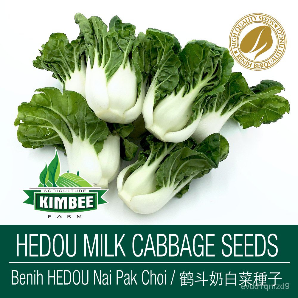 100ชิ้น-hedou-nai-bok-choy-เมล็ด-hedou-นม-แคระ-nai-bok-choy-เมล็ดผลผลิตสูง-biji-benih-hedou-nai-pak-choi-เมล็ด-seeds