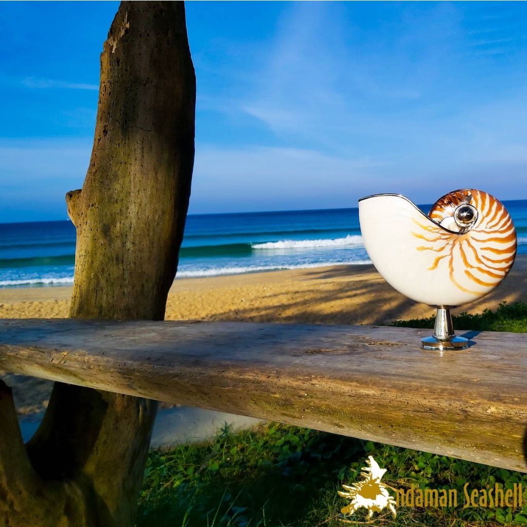 andaman-seashell-หอยงวงช้างธรรมชาติ-ตั้งโชว์-nautilus-pompilius