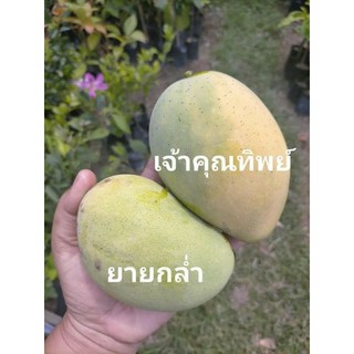 ต้นมะม่วงเจ้า พันธุ์คุณทิพย์