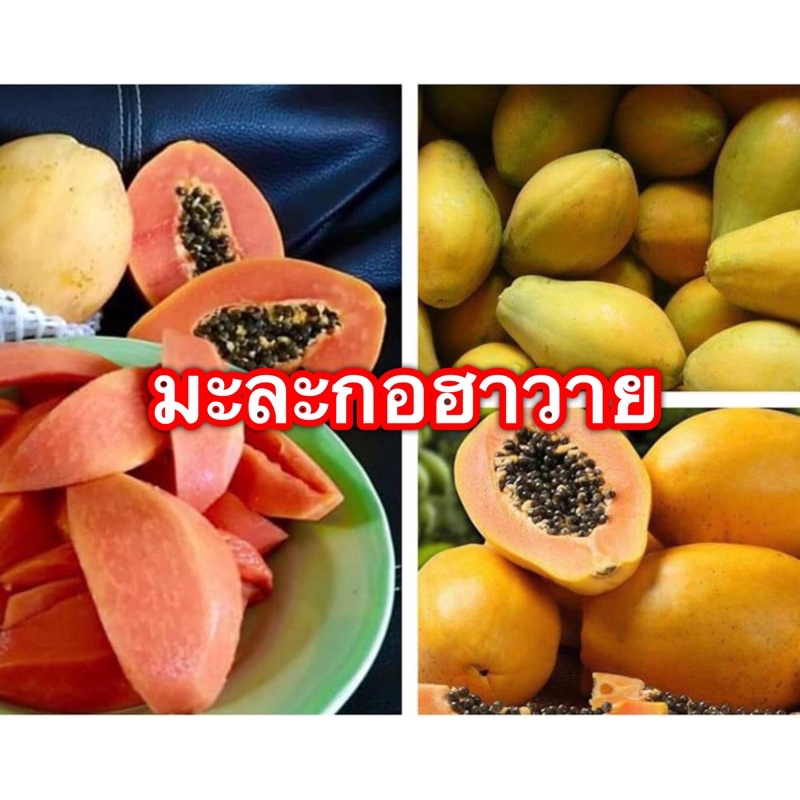 เมล็ดพันธุ์-มะละกอฮาวาย-แท้ๆ-จำนวน30เมล็ด