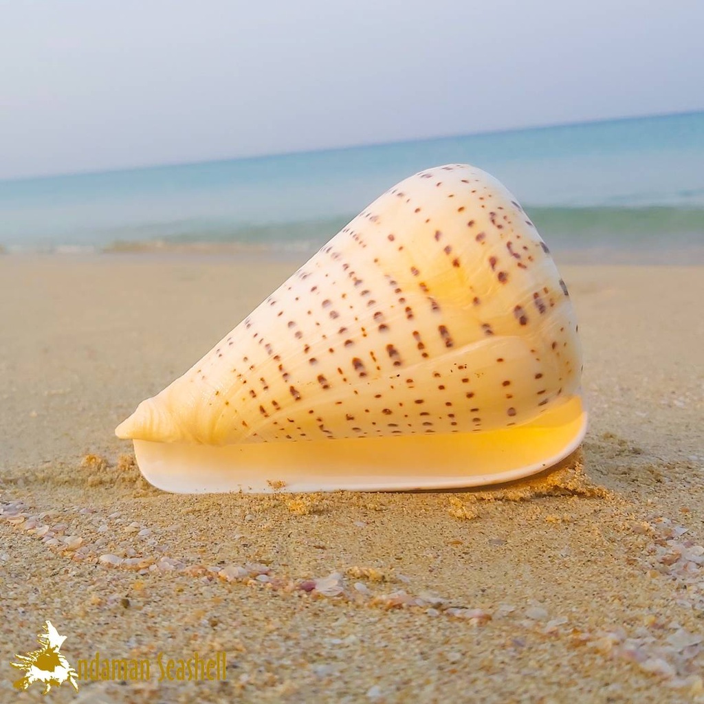 andaman-seashell-เปลือกหอย-หอยเต้าปูนบี้ส-conus-betulinus
