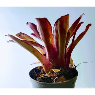 สับปะรดสี หรือบรอมีเลียน (Bromelia) Neo. Fireball Pink   ไม้ประดับ ต้นไม้มงคล ต้นไม้เสริมดวง ต้นไม้ฟอกอากาศ