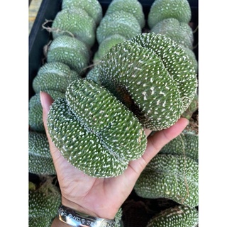 (1ต้น)(ขาย ต้นพันธุ์) โนโตแคคตัสสโคปา มอนโทรส คริสตาต้า NOTOCACTUS SCOPA CRISTATA CACTUS แคคตัส แคสตัส / แคคตัสบ้านหรรษา