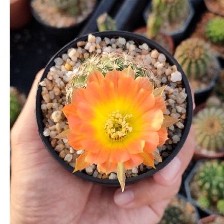 cake-cactus-farm-กระบองเพชร-echinopsis-fire-dance-อิชินอป-ระบำเพลิง-ดอกพลิ้ว-สีทูโทนส้มเหลือง