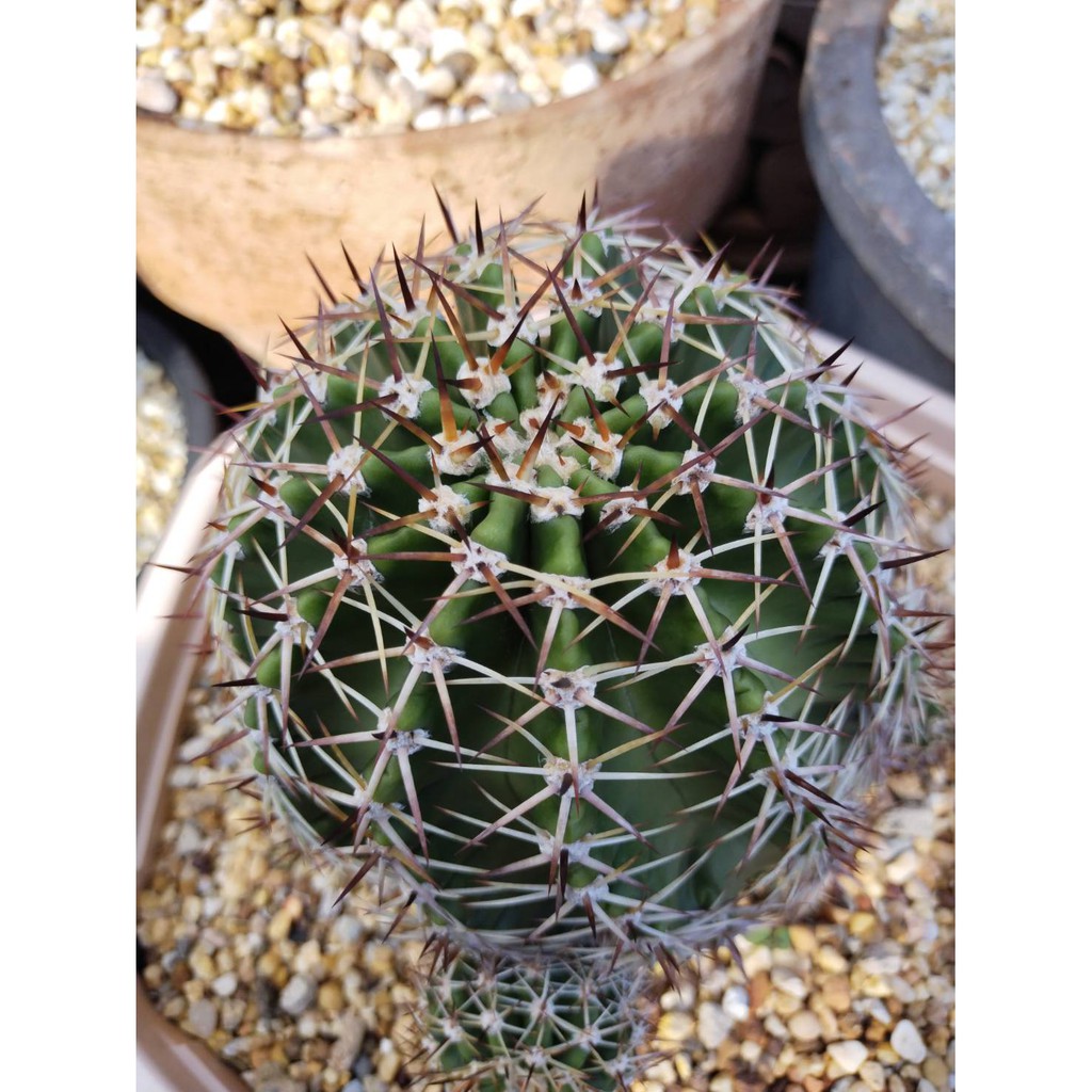 อิชินอปซิส-ซิลเวสตริอาย-echinopsis-successful-spec