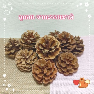 สินค้า ลูกสนธรรมชาติ ลับฟัน แต่งกรง 6 แถม 1