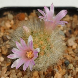 Cake Cactus Farm กระบองเพชร Mammillaria laui แมม เลาอาย หนามสีเหลืองทอง ดอกสีชมพู