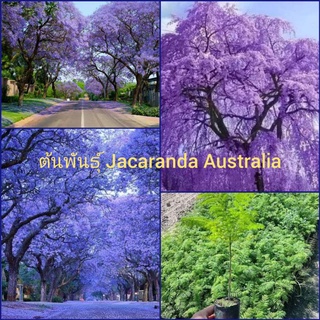 ต้น"Jacaranda..Australia"...ดอกช่อสีม่วงสวยงาม